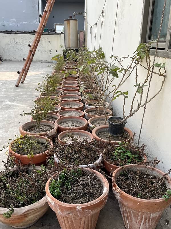 plant pots setup filled with mud (80 pots ) 2