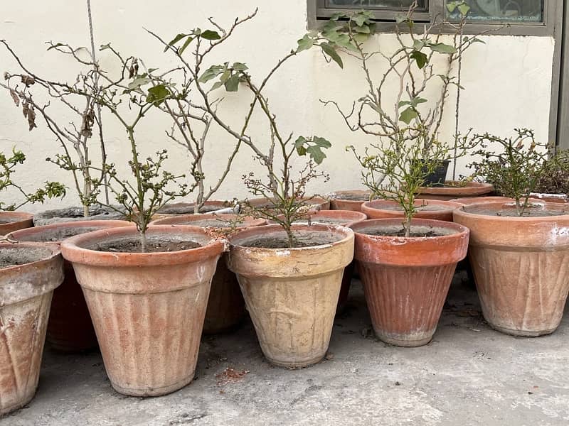 plant pots setup filled with mud (80 pots ) 3