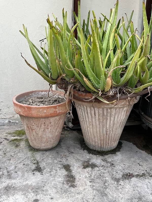 plant pots setup filled with mud (80 pots ) 4