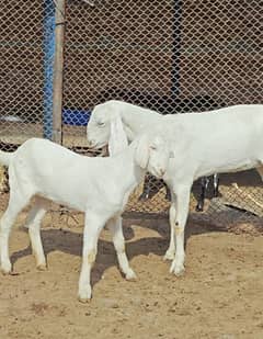 Pure Quality Rajanpuri Ghar ki pali hui pathen