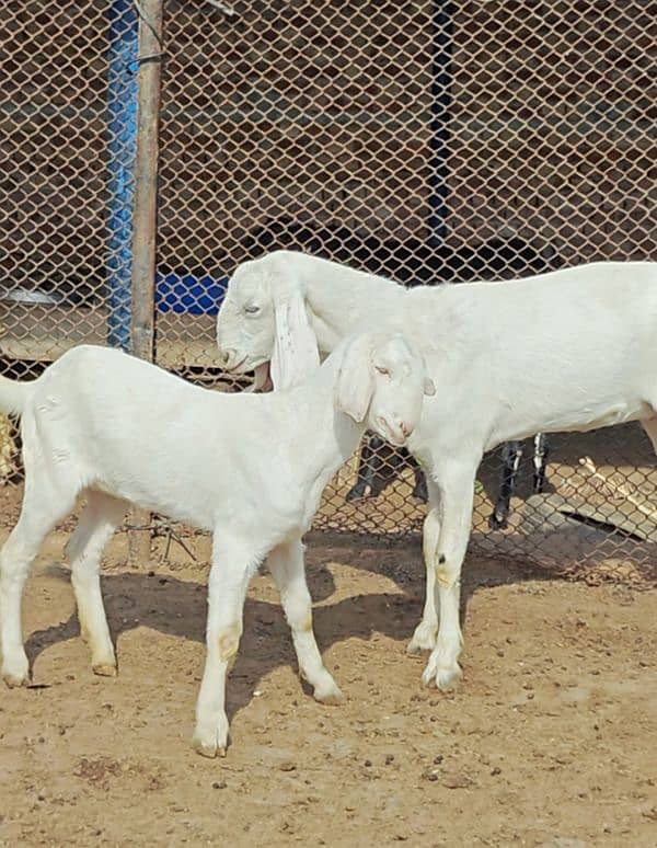 Pure Quality Rajanpuri Ghar ki pali hui pathen 0