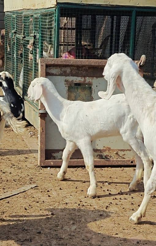 Pure Quality Rajanpuri Ghar ki pali hui pathen 2