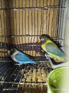 2 male love bird for sale