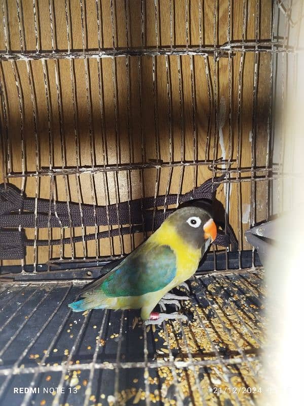 2 male love bird for sale 1