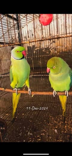 Ringneck male female both are talking semi tame breeder pair