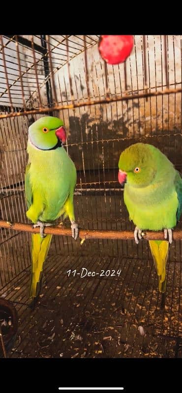 Ringneck male female both are talking semi tame breeder pair 0