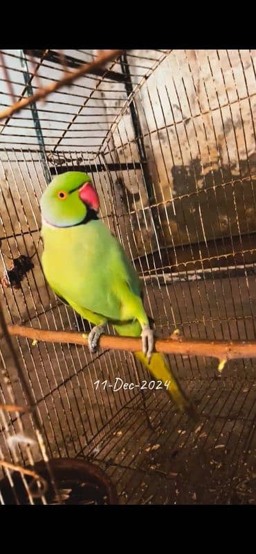 Ringneck male female both are talking semi tame breeder pair 1