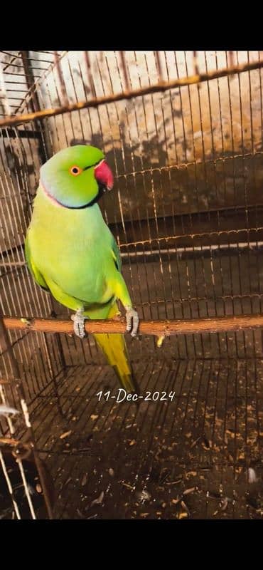 Ringneck male female both are talking semi tame breeder pair 3