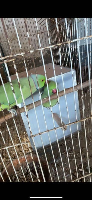 Ringneck male female both are talking semi tame breeder pair 5