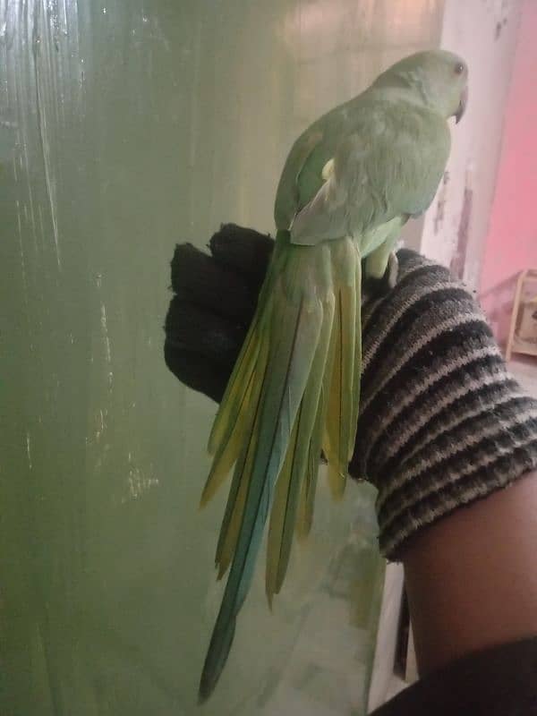 handtame green parrot with cage 5