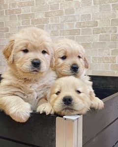 golden retriever puppies available