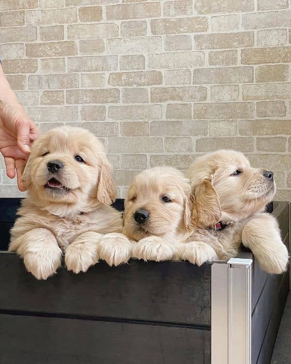 golden retriever puppies available 2