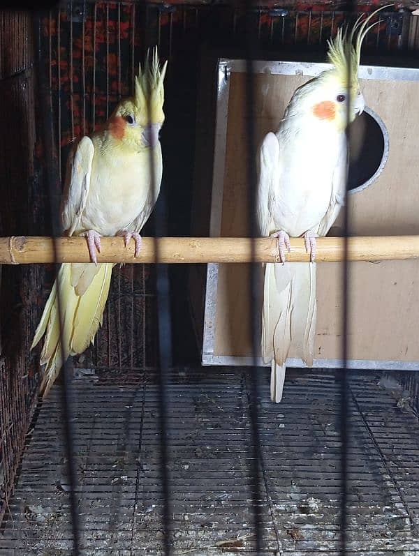 common white cocktail cockatiel breeder pair 0