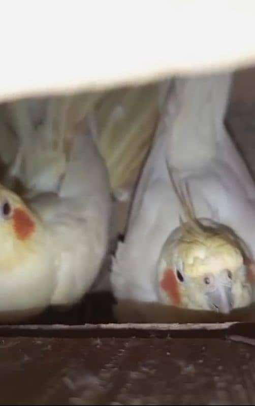 common white cocktail cockatiel breeder pair 2