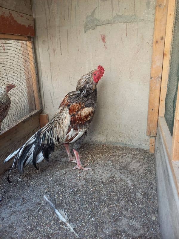 Aseel Breeder and Active Male 1