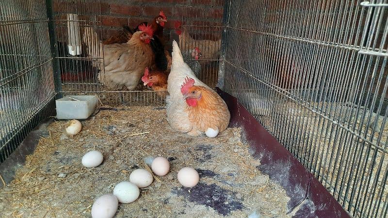 Golden Misri Hens And Home fresh EGGS for slae 1