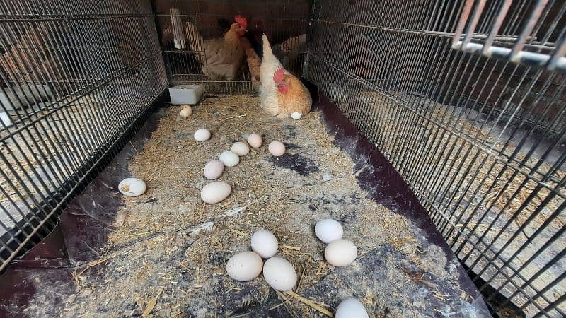 Golden Misri Hens And Home fresh EGGS for slae 3