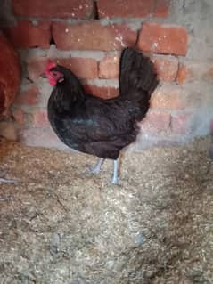 Australorp