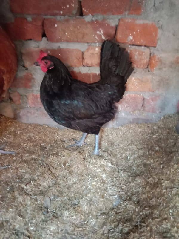 Australorp Han (03087699446) 0