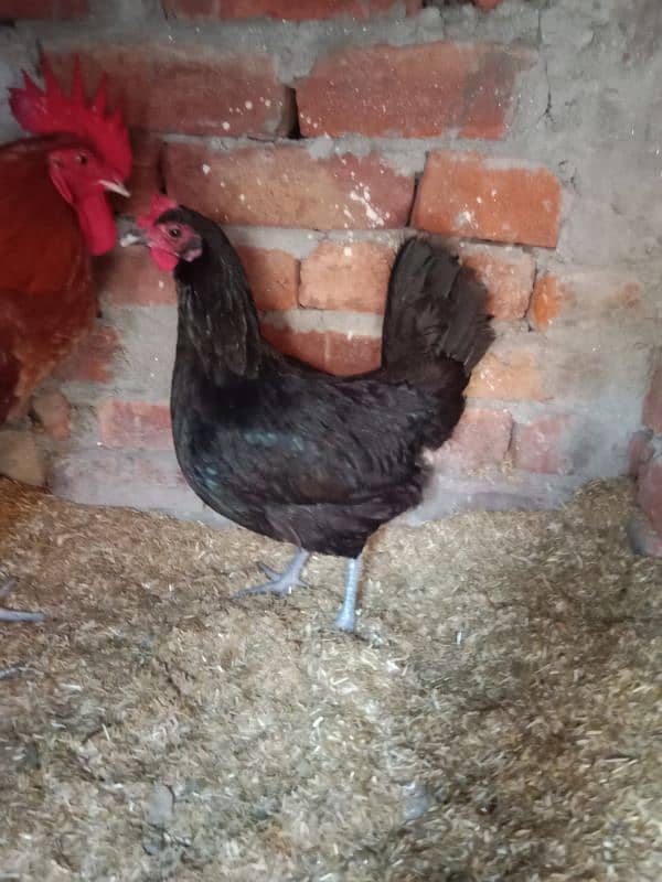 Australorp Han (03087699446) 1