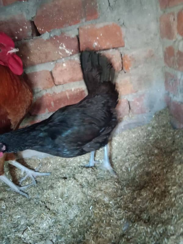 Australorp Han (03087699446) 2