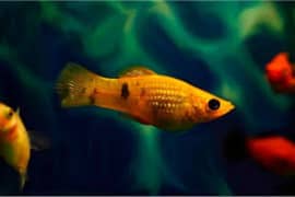 molly fish for sale babies and adult