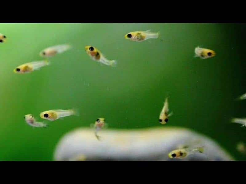 molly fish for sale babies and adult 1