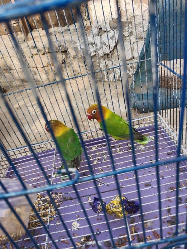 Love bird 0