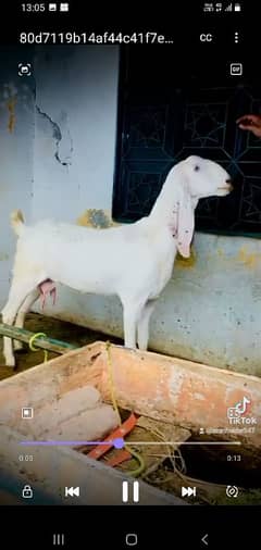 White bakri