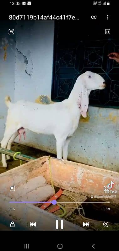 White bakri 0