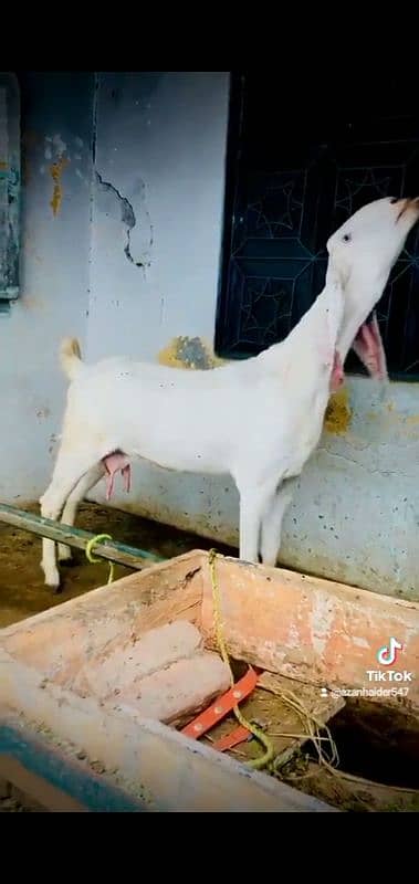 White bakri 1