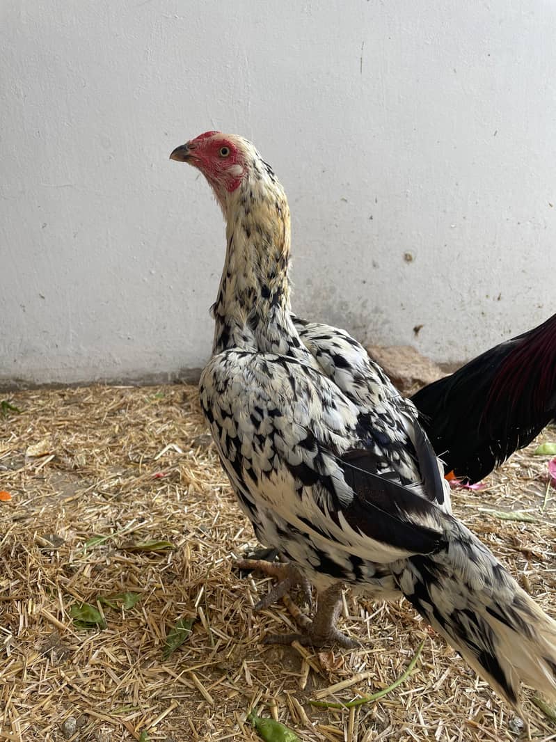 Aseel | mushki aseel | Minawali Aseel | Aseel Hens for Sale 0