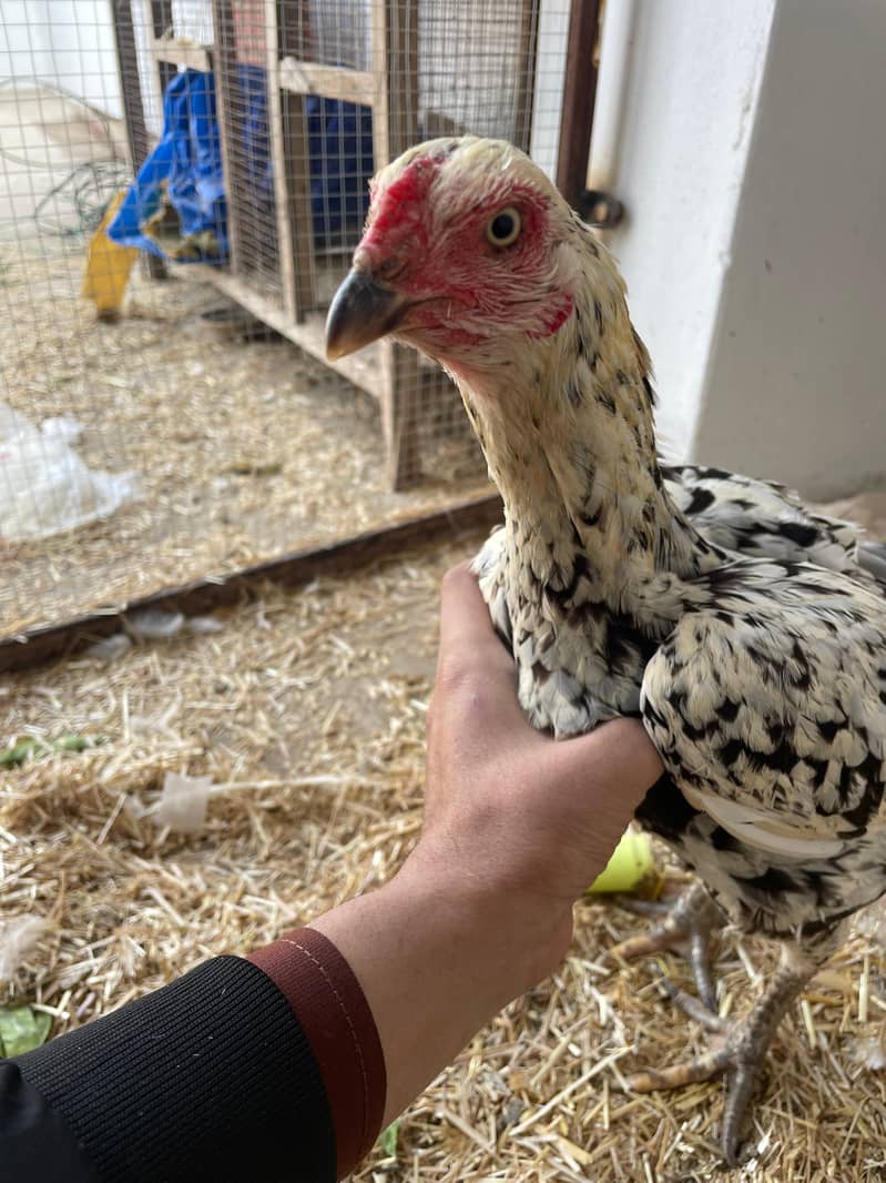 Aseel | mushki aseel | Minawali Aseel | Aseel Hens for Sale 1