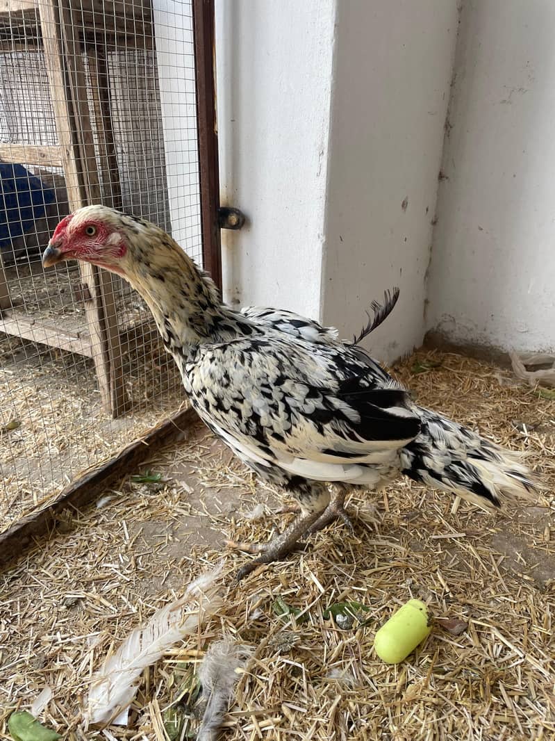 Aseel | mushki aseel | Minawali Aseel | Aseel Hens for Sale 2