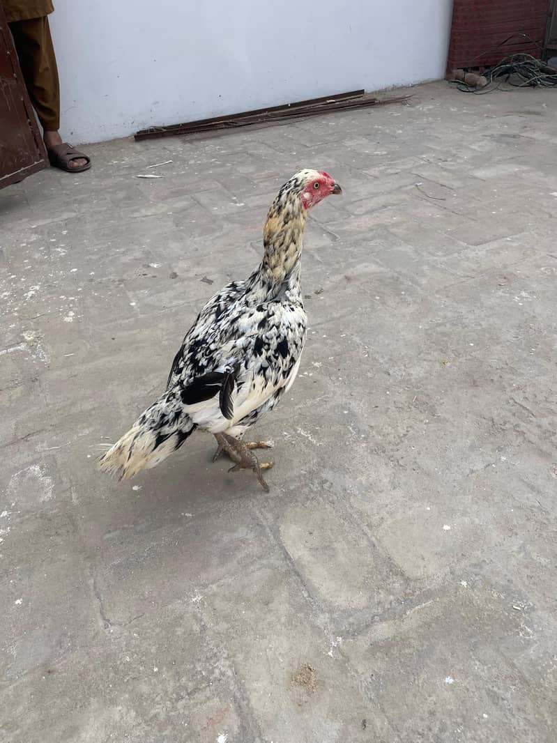 Aseel | mushki aseel | Minawali Aseel | Aseel Hens for Sale 3