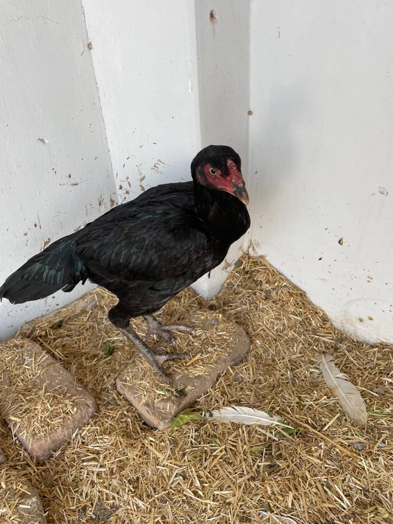 Aseel | mushki aseel | Minawali Aseel | Aseel Hens for Sale 4