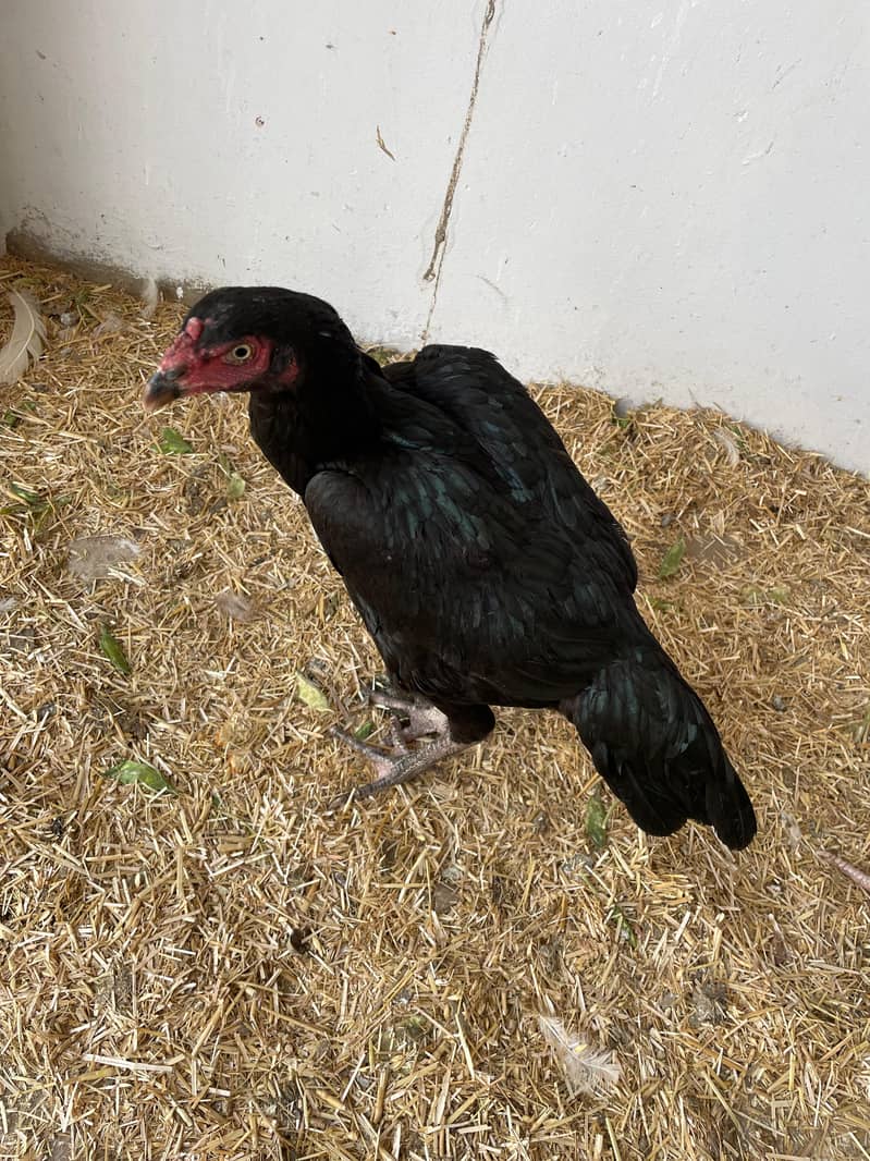 Aseel | mushki aseel | Minawali Aseel | Aseel Hens for Sale 5