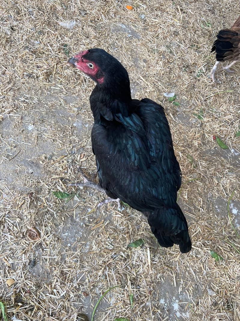 Aseel | mushki aseel | Minawali Aseel | Aseel Hens for Sale 6