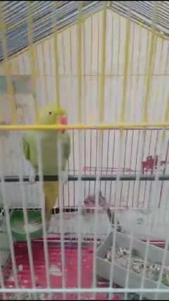 Parrot