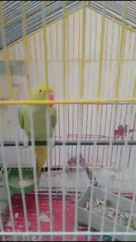 Parrot female 03127093372 0