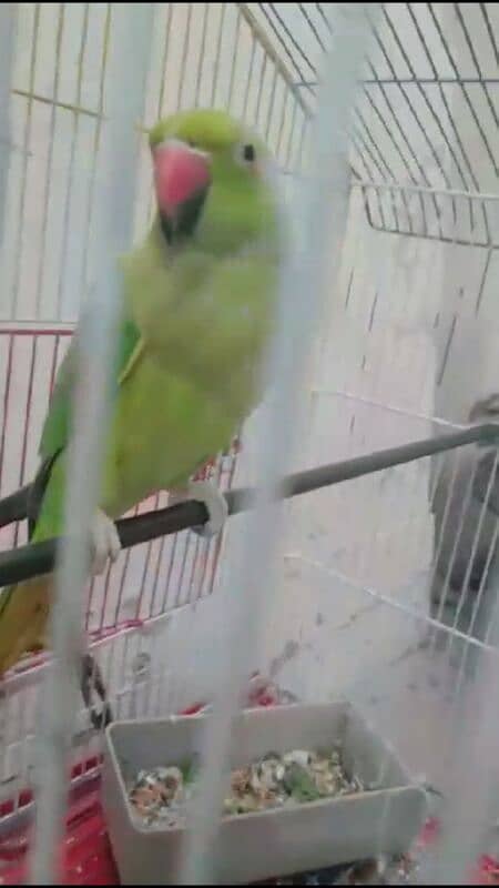 Parrot female 03127093372 1