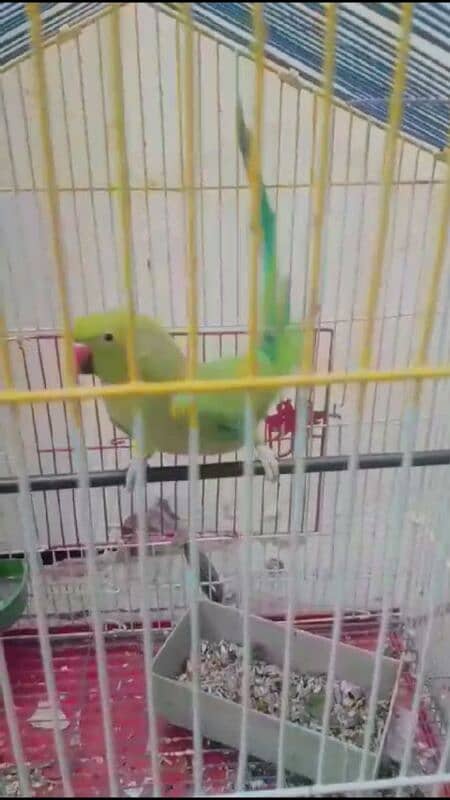 Parrot female 03127093372 2