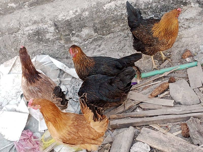 golden misri hens / egg laying hens / desi murghi / 0