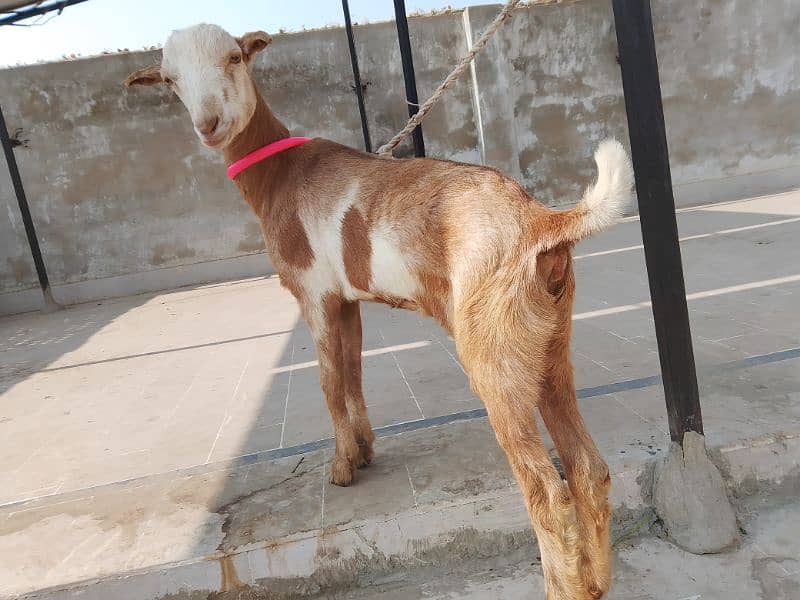 Teddy goat for sale 0