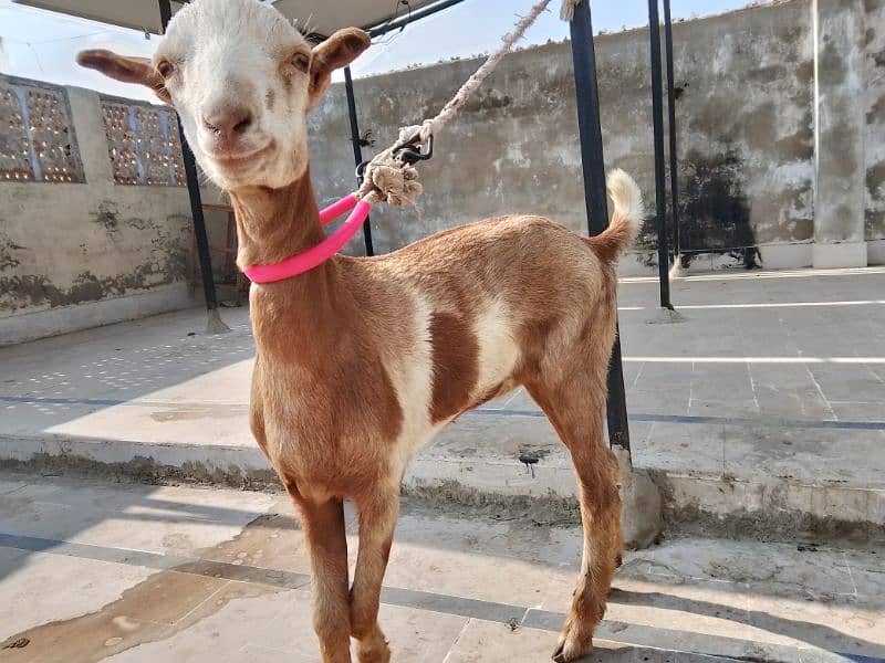 Teddy goat for sale 1