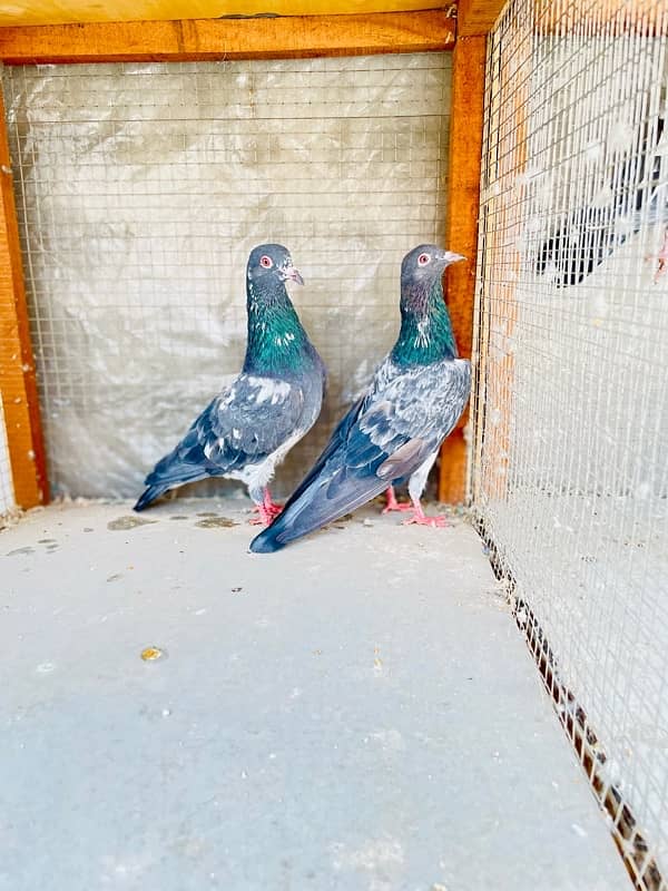 Daab wala Baridar Pair For Sell 0