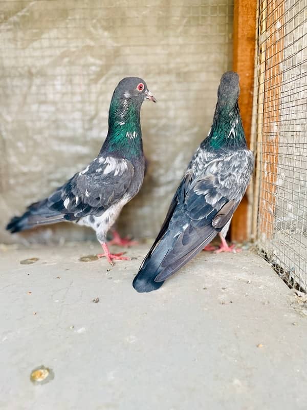 Daab wala Baridar Pair For Sell 2