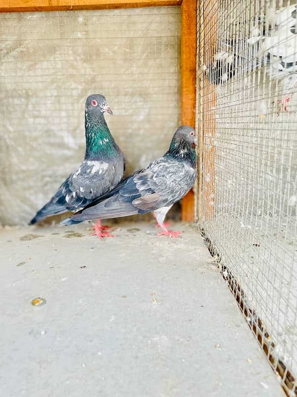 Daab wala Baridar Pair For Sell 4