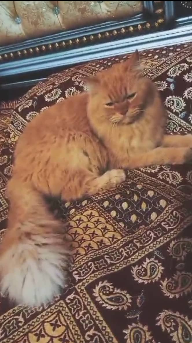 Persian male cat loving and dashing 0