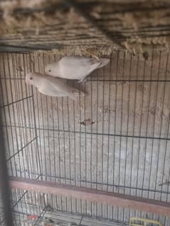 Albino black eye breeding pair